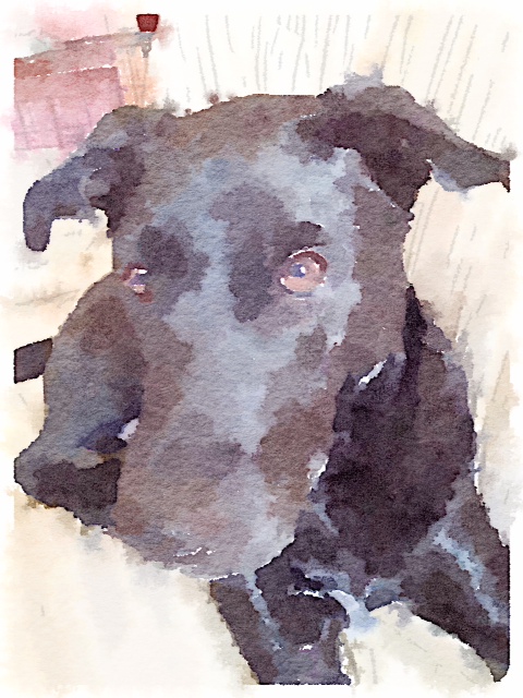 King of all He Surveys